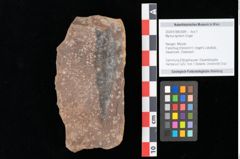 Foto (Objekt + Etikett) von Myrica lignitum Unger (NHMW-GEO-2024-0188-0589)